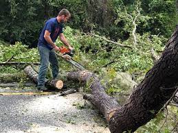 Why Choose Our Tree Removal Services in Seaford, DE?